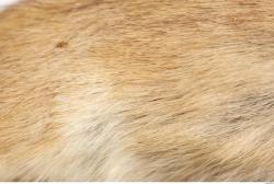 Photo Textures of Animals Skin